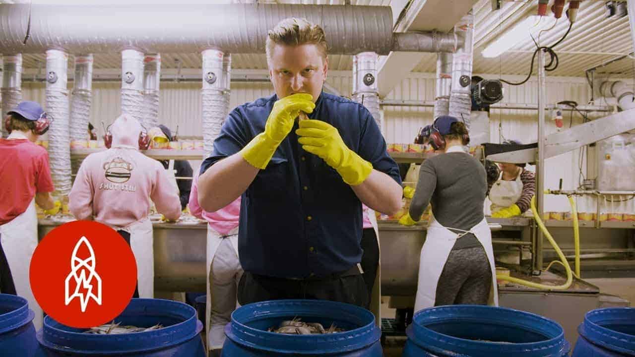 Inside A Surströmming-Factory: Uma visita à fábrica mais fedorenta do mundo