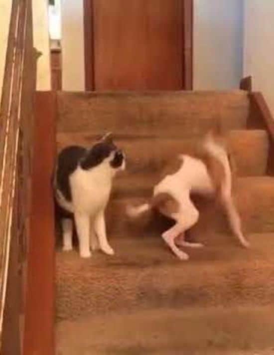 Katze drückt versehentlich den Turbo-Knopf