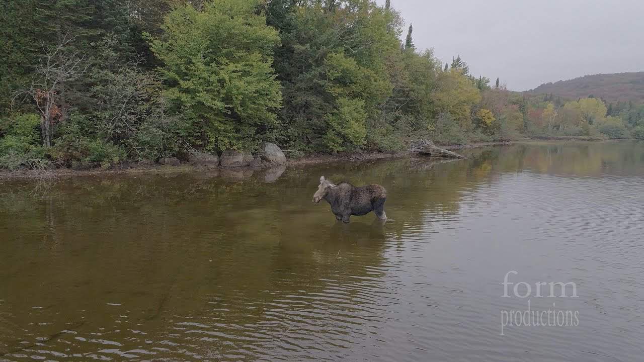 Elch und Wolf kämpfen gegeneinander in einem Fluss