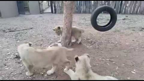 Jack Russell ataca a tres leones jóvenes
