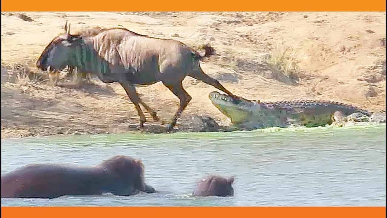 Nilpferd rettet Gnu vor Krokodil