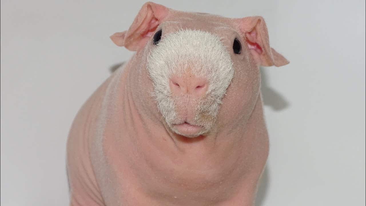 Pim, das haarlose Meerschweinchen