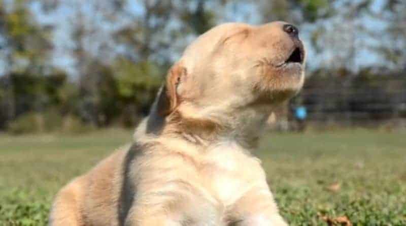 Puppies Howl For The First Time