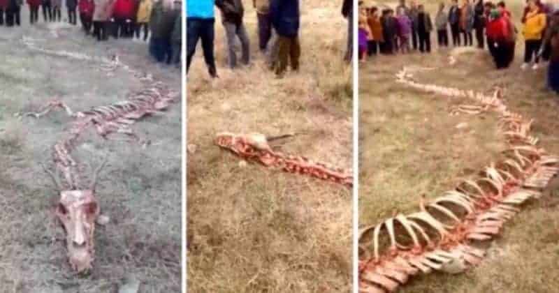 Mysteriöses Skelett eines Drachens in China entdeckt