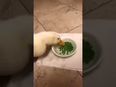 Ente schnabuliert Teller Erbsen