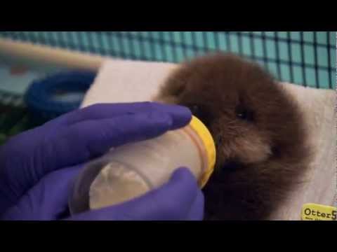 Kleiner Baby-Otter lernt das Wasser kennen