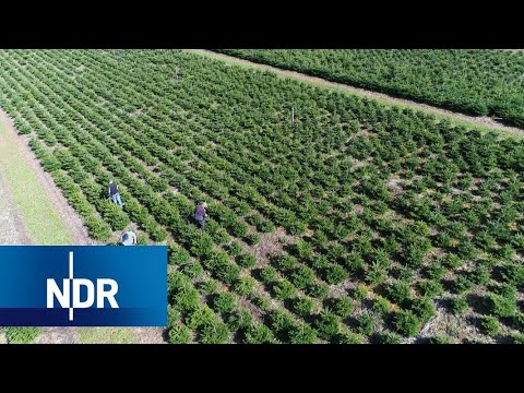 Wie Weihnachtsbäume gezüchtet werden