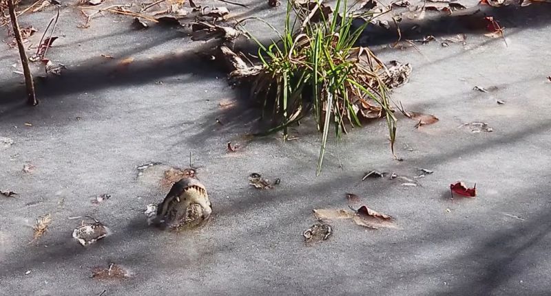 Update: Alligators in ice!