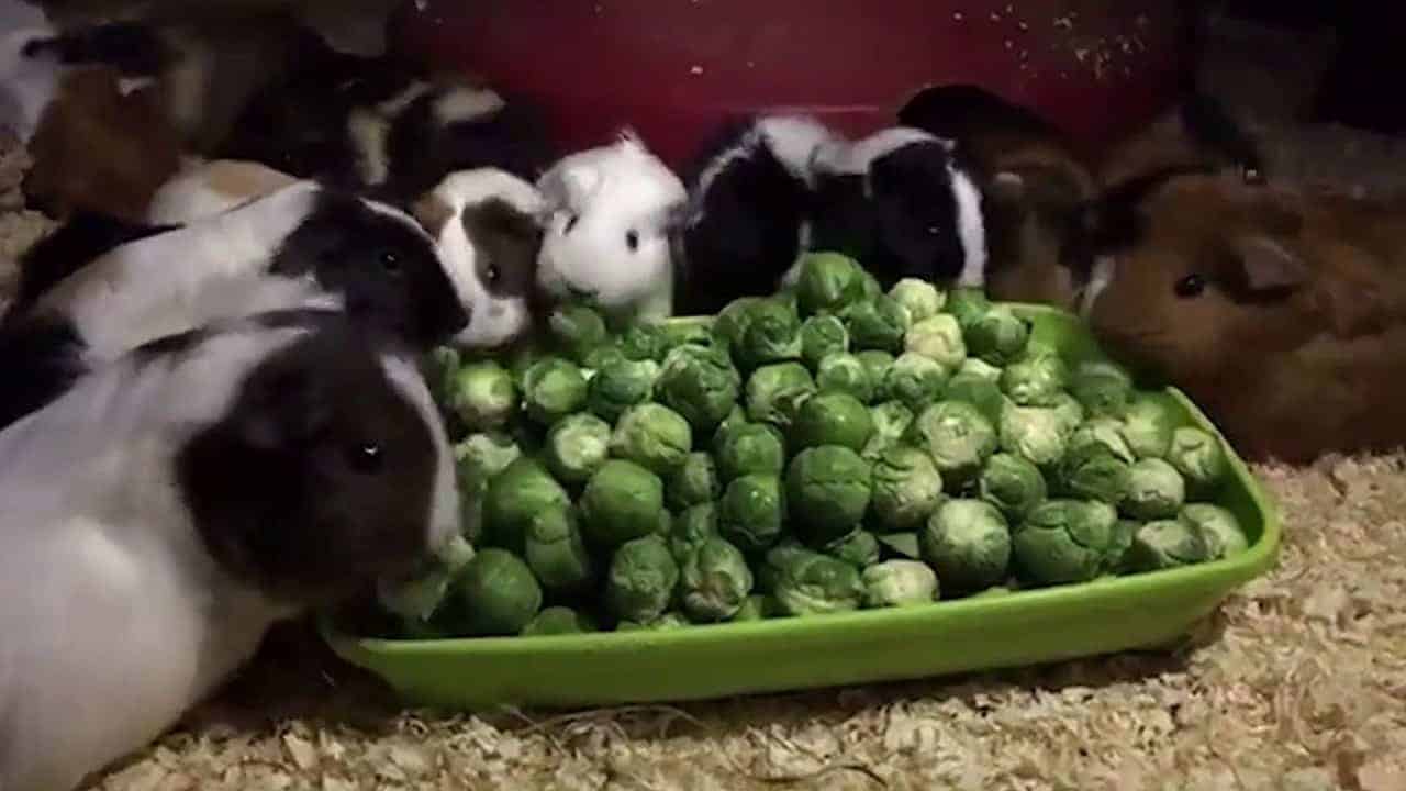 Warum schmeckt mir Rosenkohl nicht?