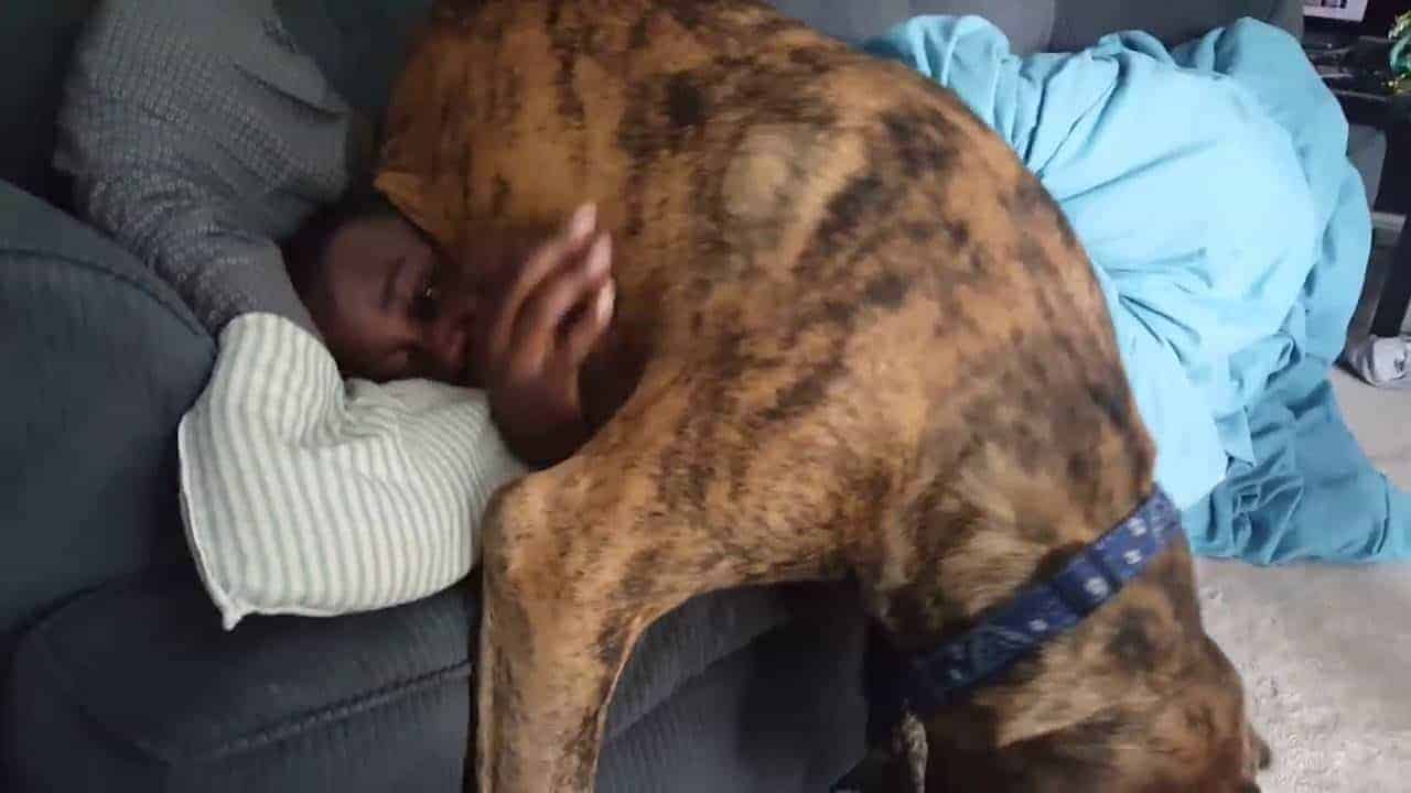 Kleines Nickerchen mit einem Mastiff