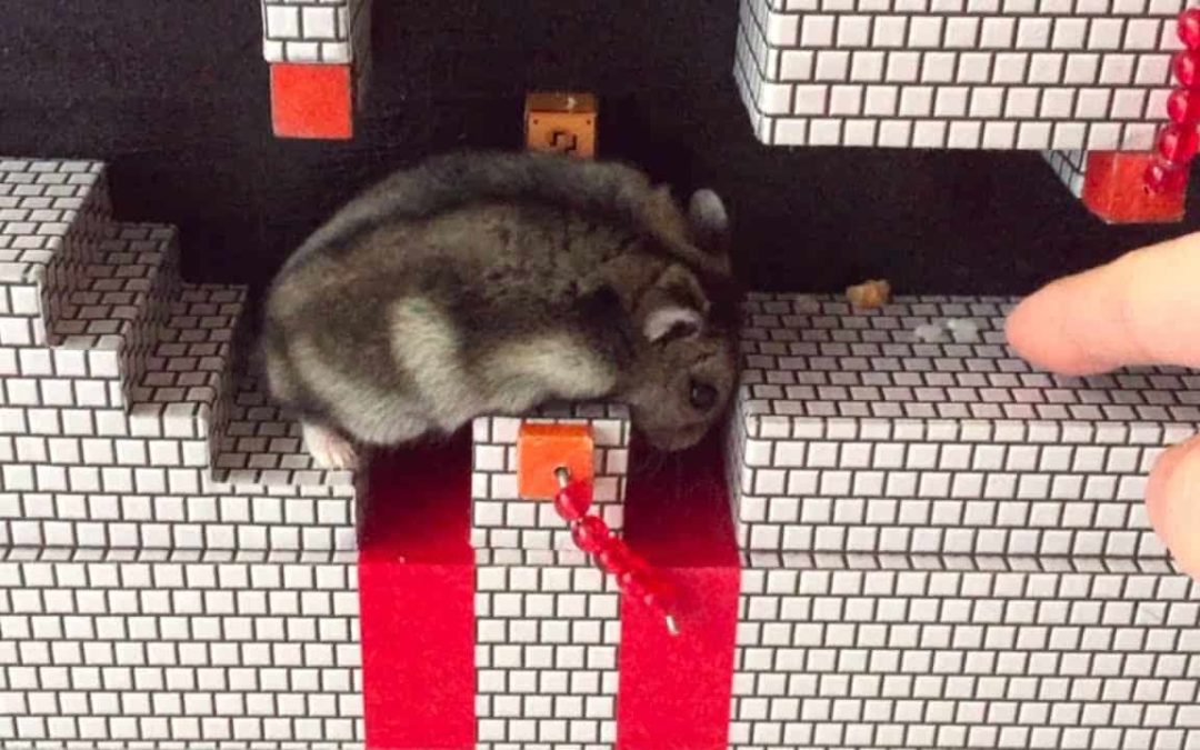 Ein Hamster gefangen in Super Mario Bros