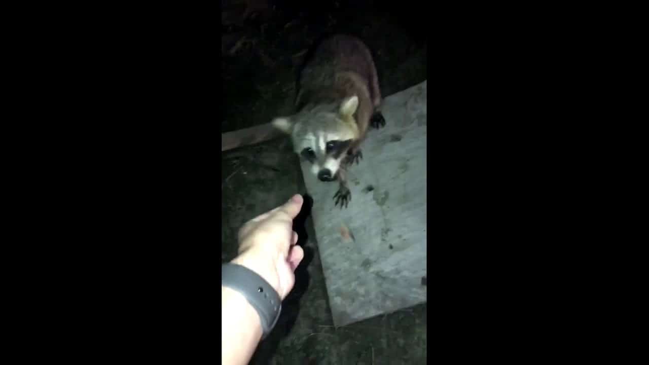 Wie man einen Waschbär füttert und ganz viele neue Freunde findet