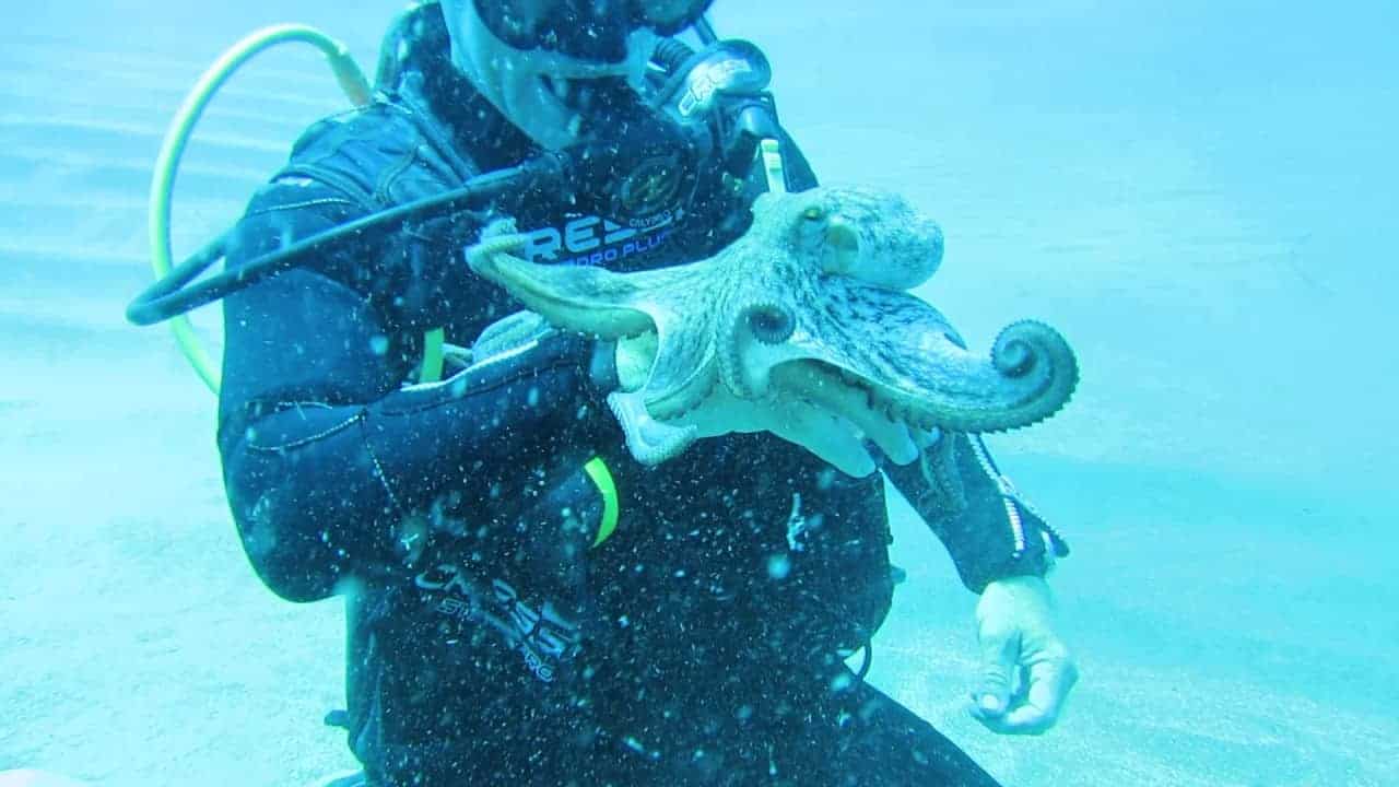 Zutraulicher Octopus will spielen