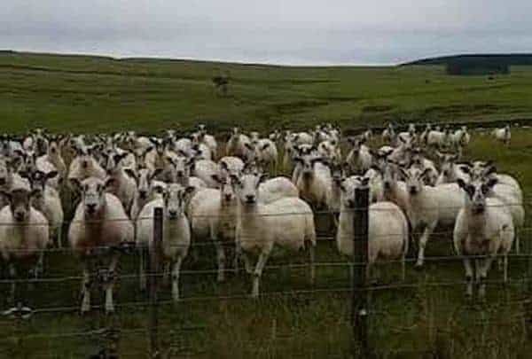 Baa'ing At A Flock Of Sheep