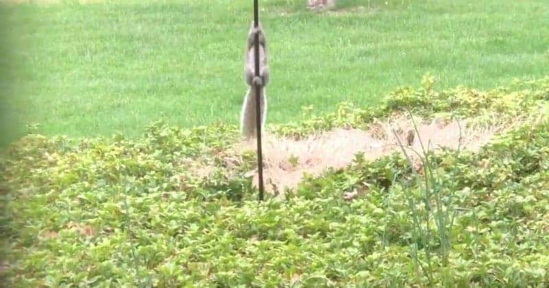 Squirrel on Greased Pole