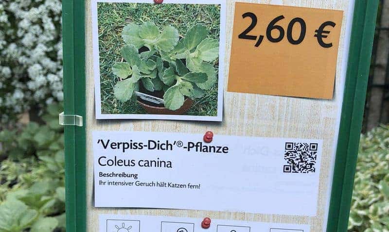 Coleus Canina, die Verpiss-Dich-Pflanze
