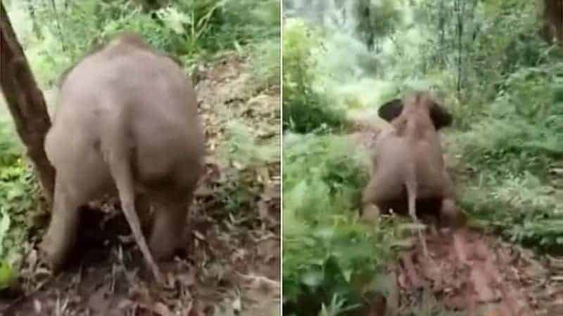 Baby Elephant slides down a whole mountain!