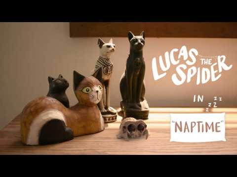 Lucas the Spider: Die niedlichste Spinne der Welt macht ein Nickerchen