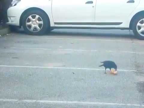Crow comparte su pan con un ratoncito