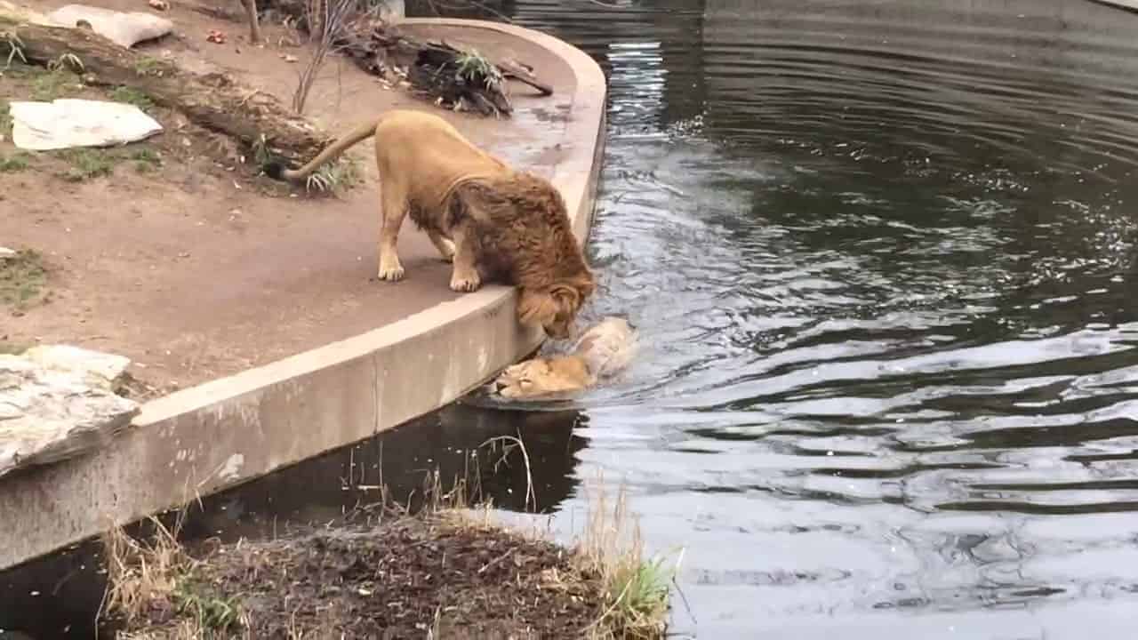 Der König des Dschungels