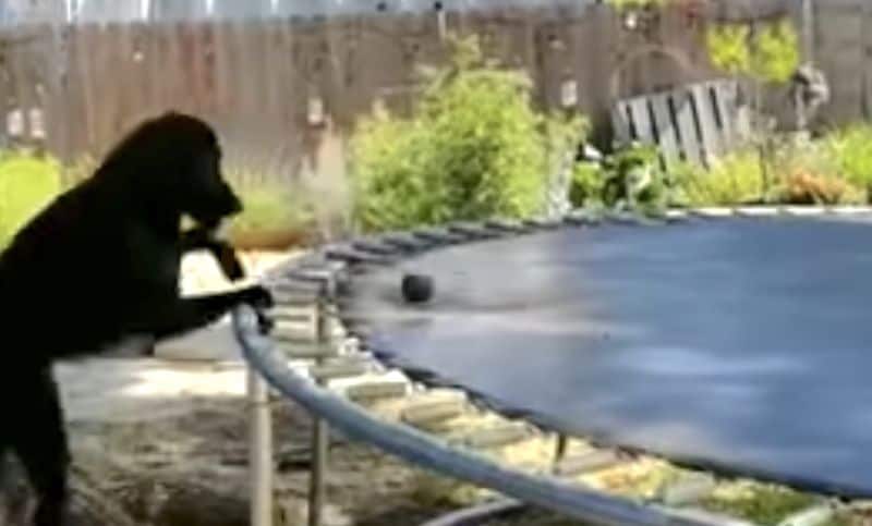 Bear is pretty creative when he gets bored. - 1000980