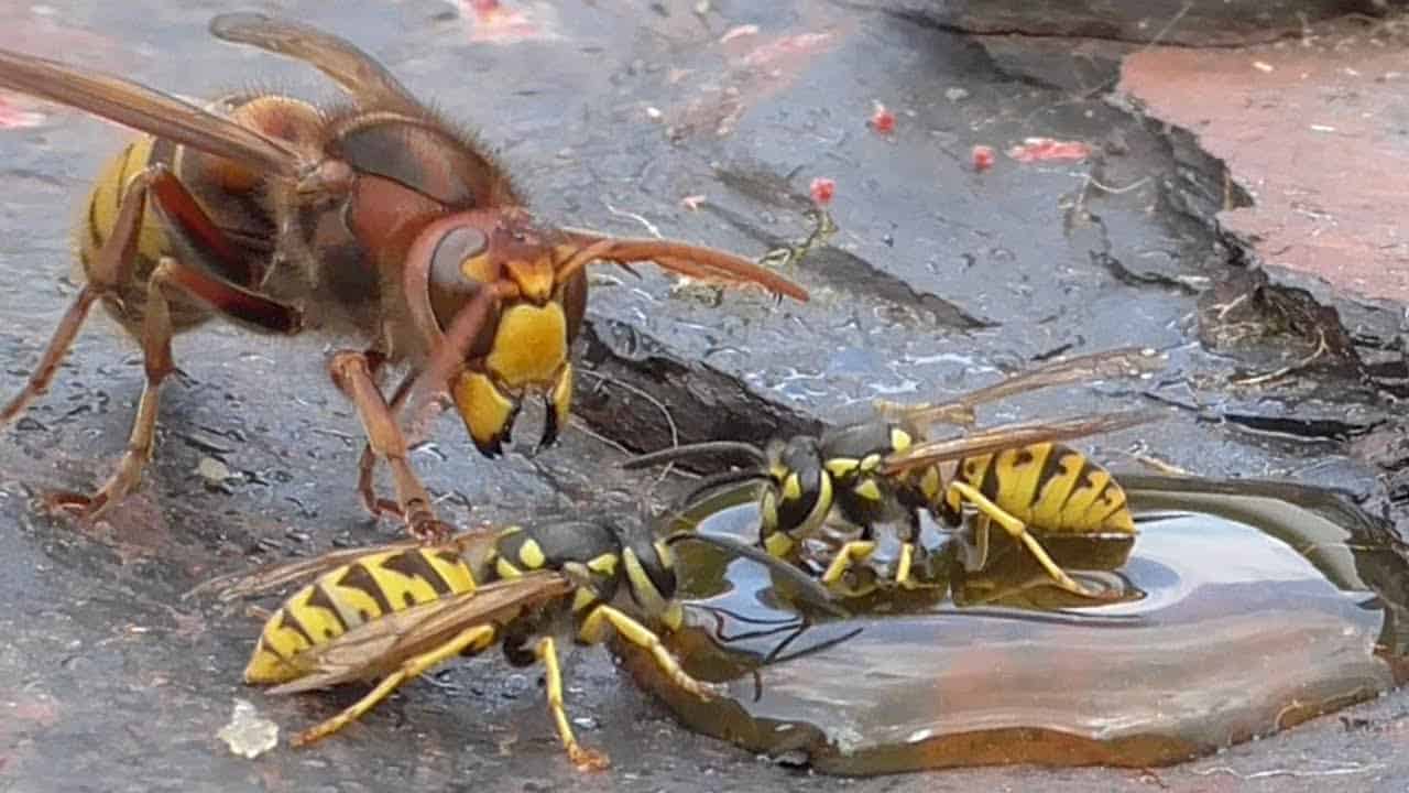 Von Hornissen und Wespen oder der Überlebenskampf an einer Pfütze Zuckersirup