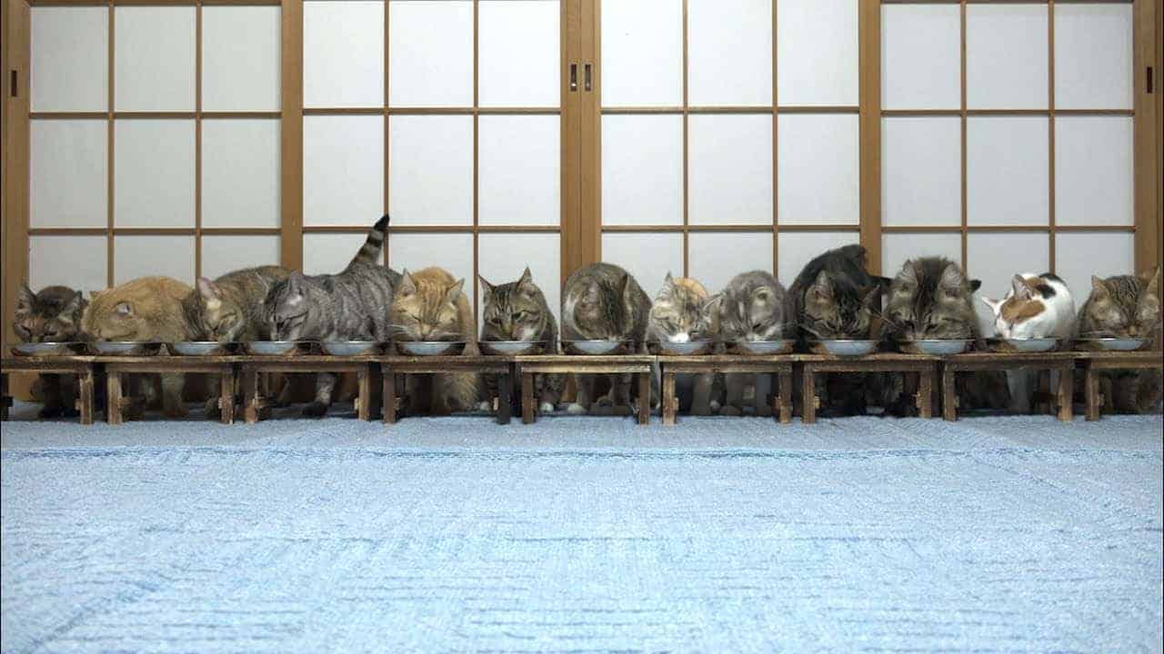 Wenn 13 Katzen gemeinsam speisen