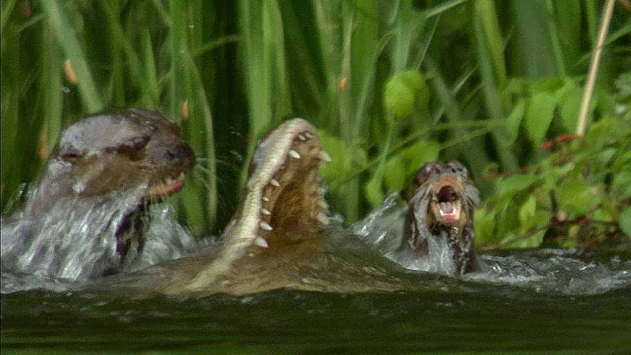 Kiel bela familio de lutroj disŝiras krokodilon