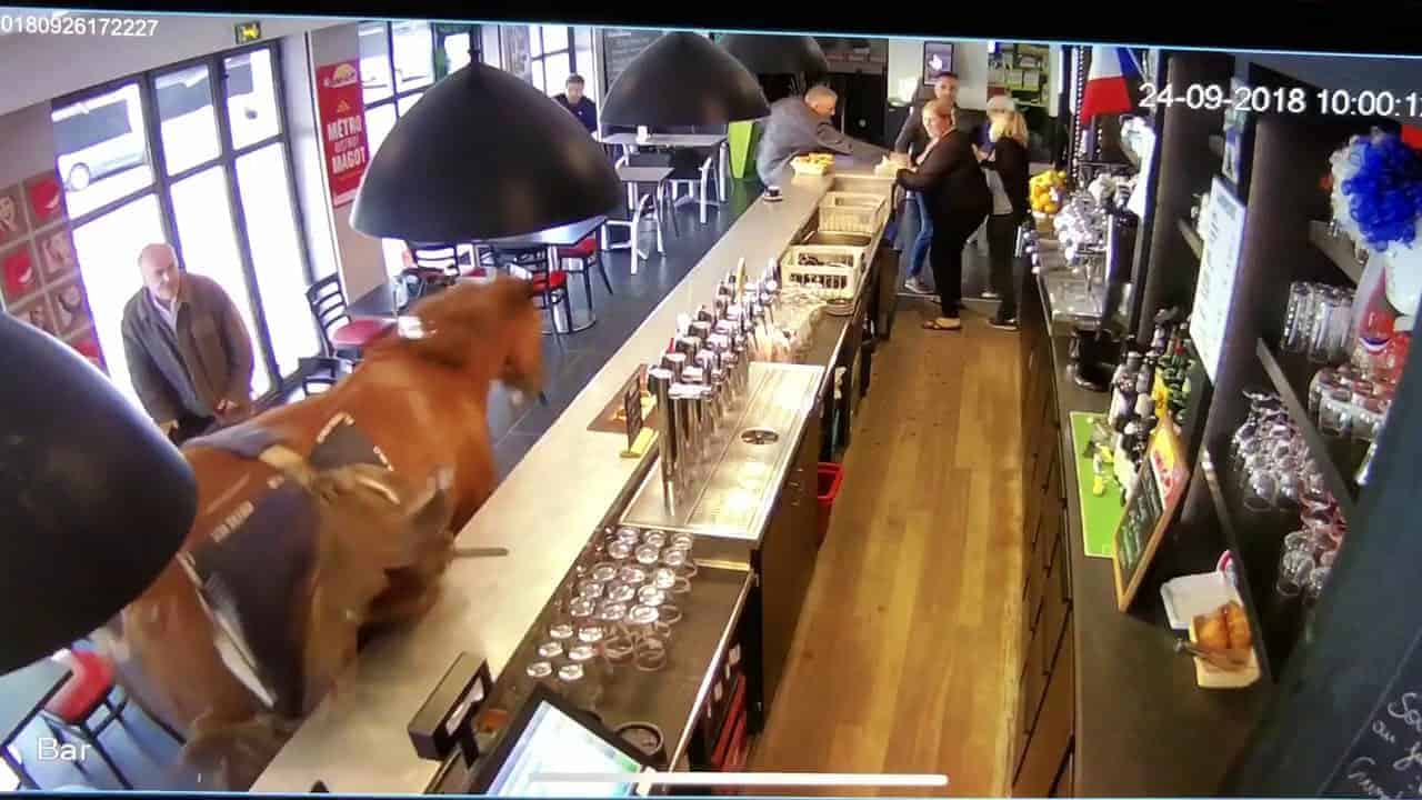 Kommt wirklich ein Pferd in die Bar