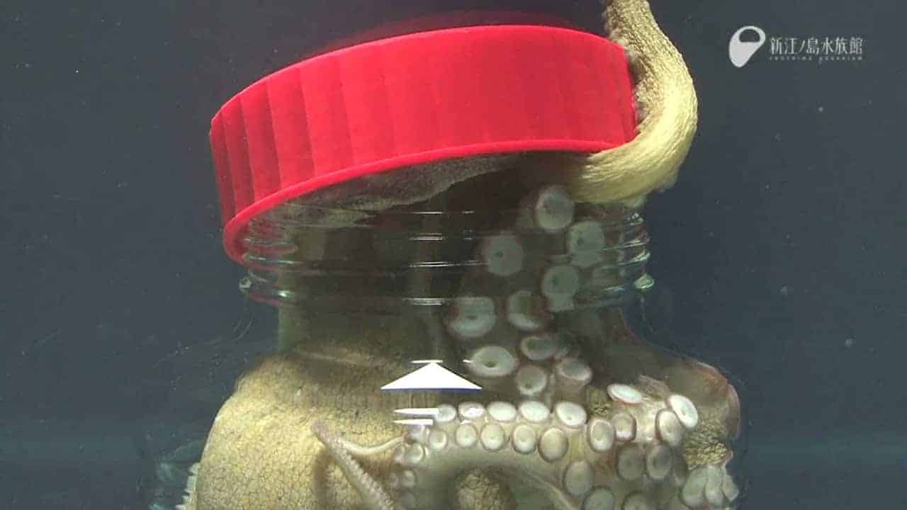 Oktopus öffnet Schraubverschlussdeckel von innen