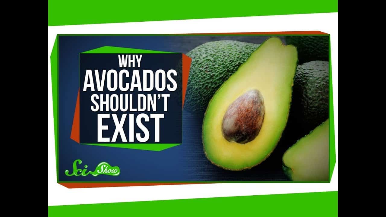 Warum Avocados nicht existieren dürften
