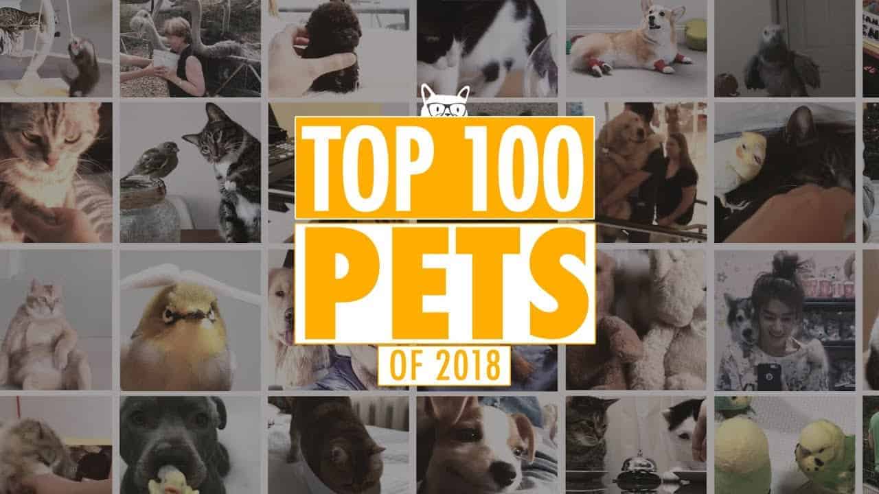 Best Pets Of The Year 2018