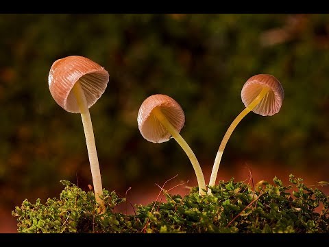 Die Pilzblüte im Zeitraffer