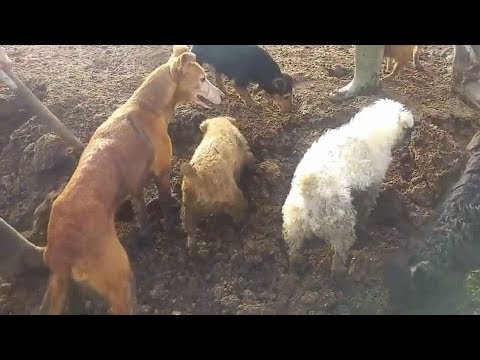 Hunde gegen 1000 Ratten