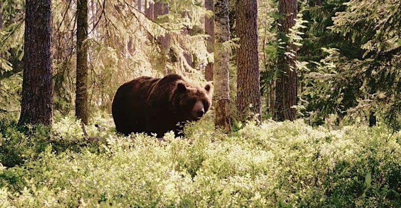 Die wilde Natur Finnlands