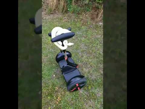 Schlange fährt Segway