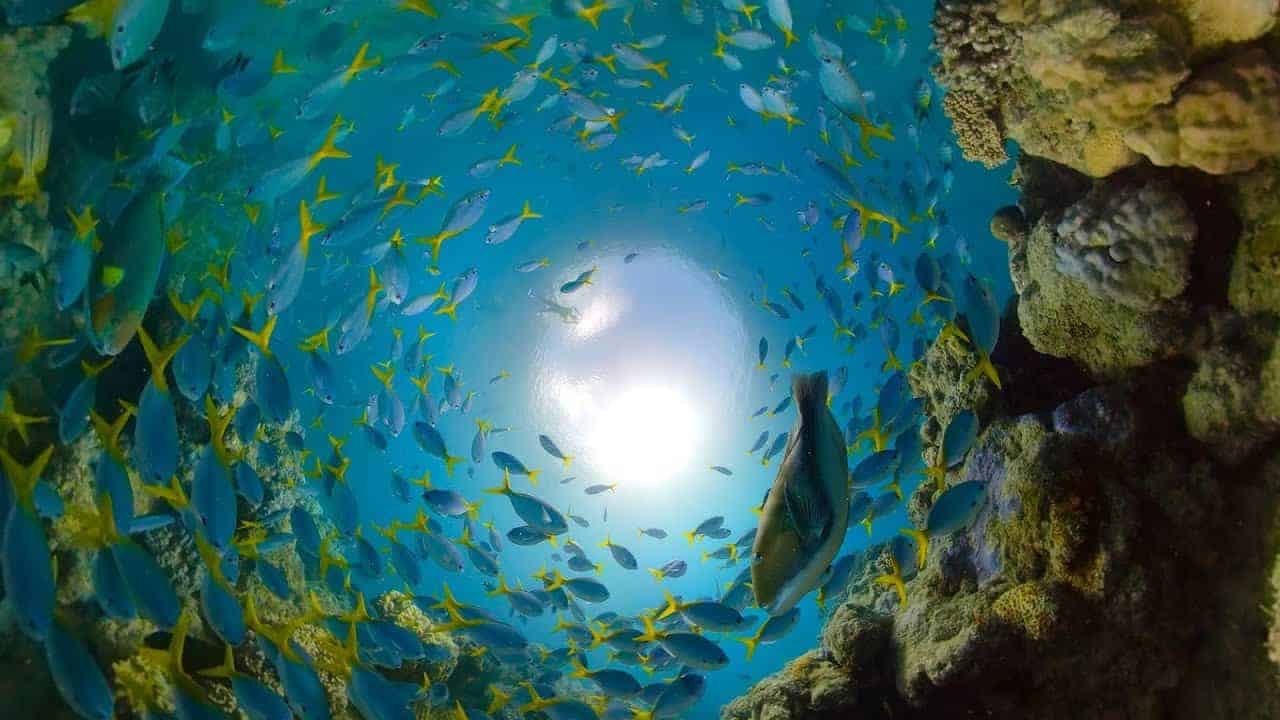 Tauchgang durch das Great Barrier Reef