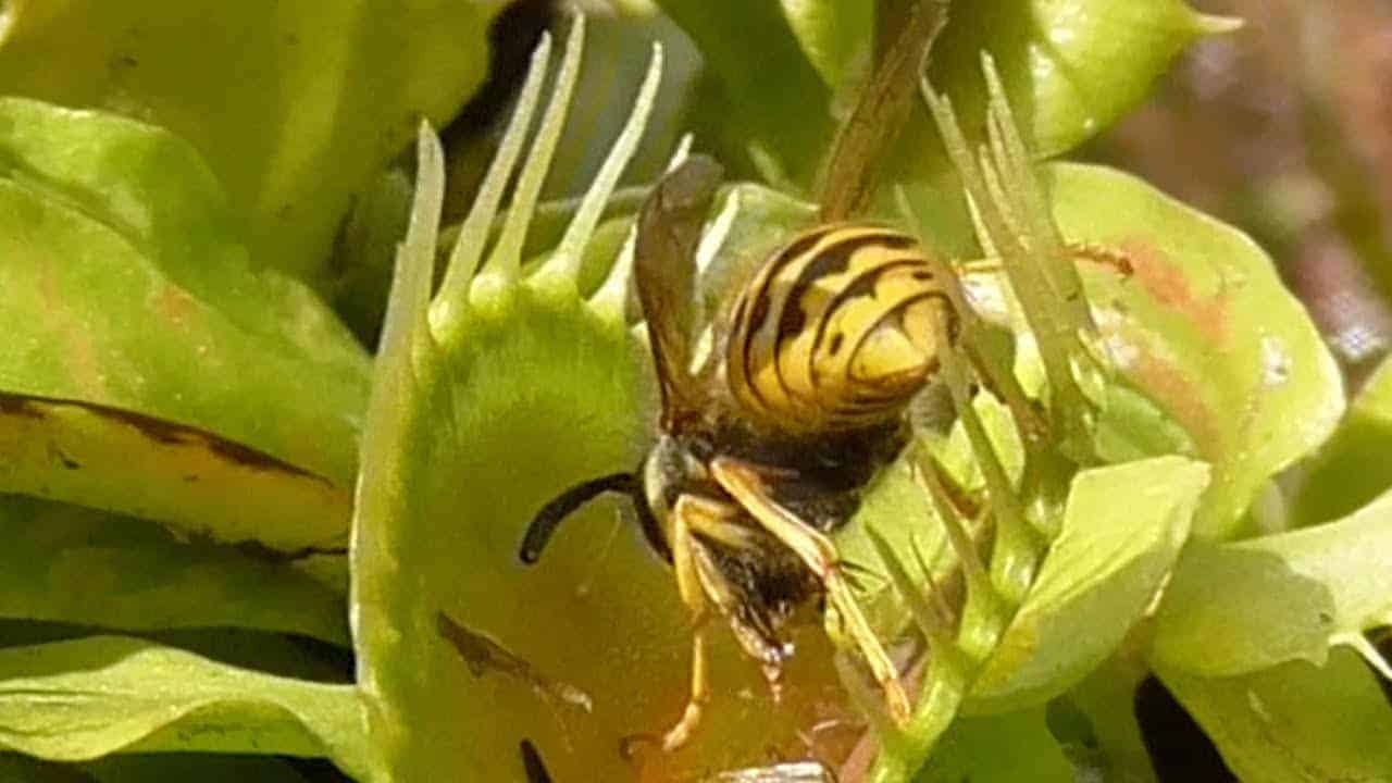 Wespen in einer Venusfliegenfalle