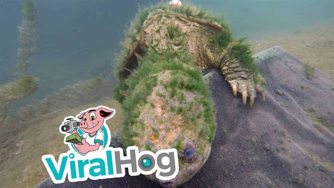 Alte Schnappschildkröte sagt Hallo