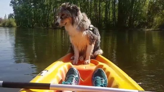 Hund schläft ein, während er auf Kajak steht Dravens Tales from the Crypt