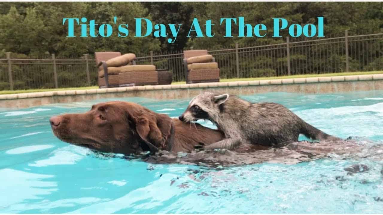 Tito der Waschbär verbringt den Tag am Pool