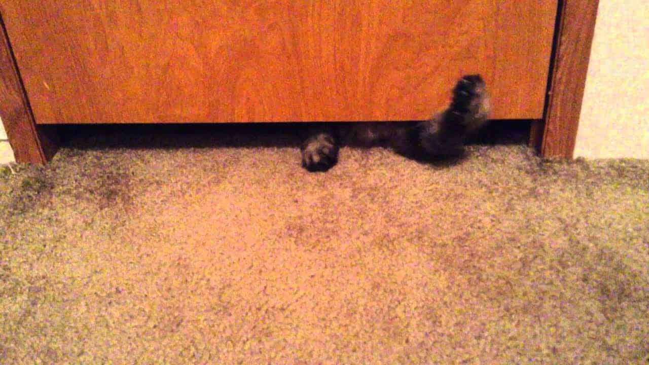 When the cat goes under the door