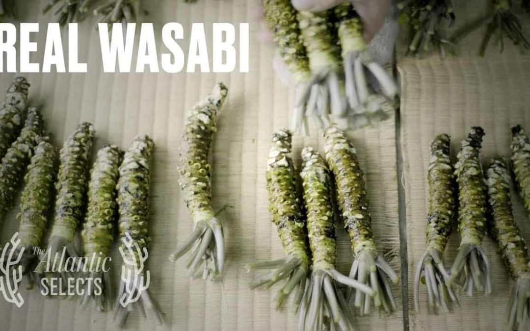 Wie richtiger Wasabi auf den Teller kommt