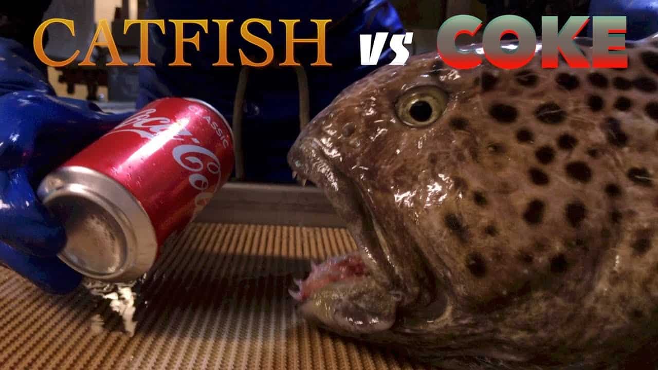 Sumec vs. Coca plechovka