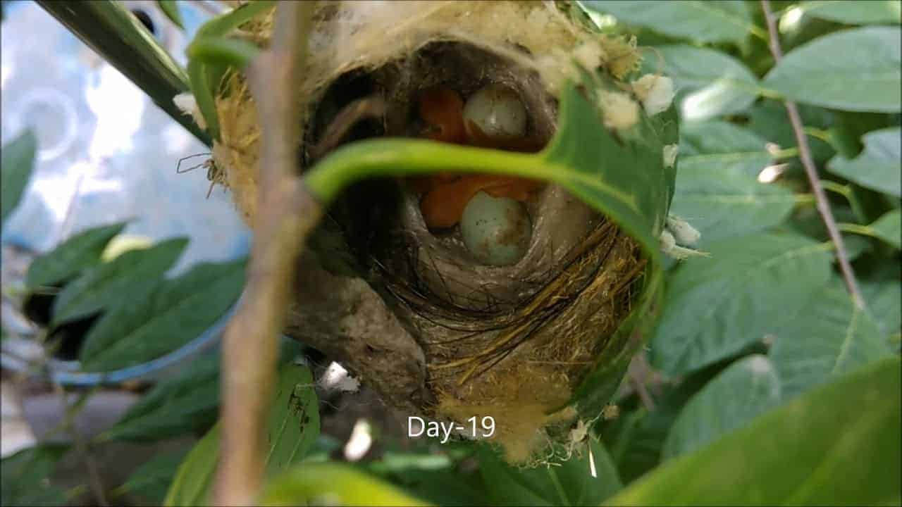 Wie sich der Schneidervogel ein Nest näht