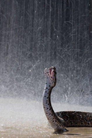 En orm som njuter av regnet