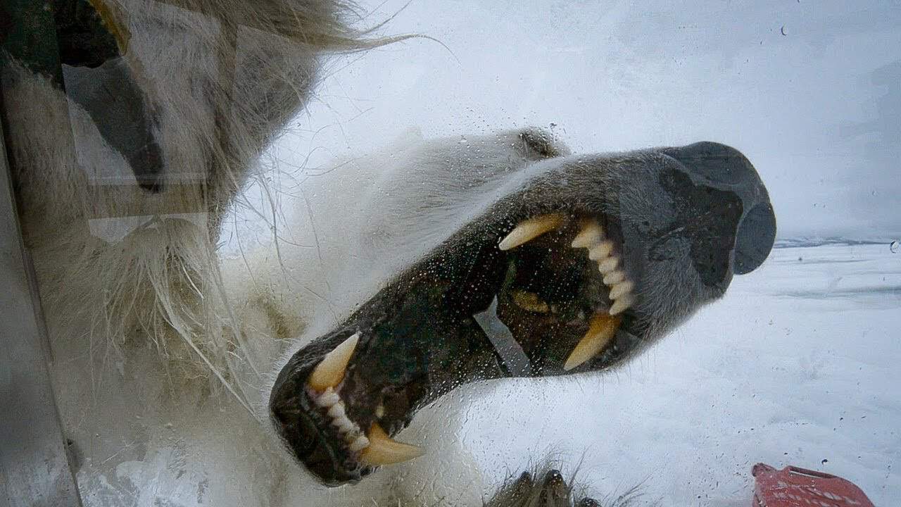 Begegnung mit Eisbären