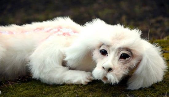 Fuchur der Glücksdrache