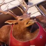 Red: Rudolph, das Alpha-Rentier, das hart an seinem Körper schuftet
