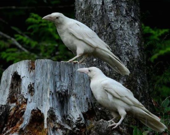 Wie Odins Raben schwarz wurden